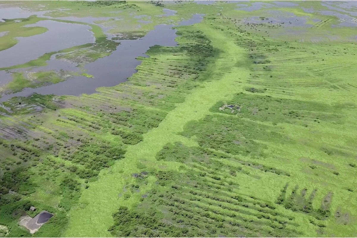 Vista aérea de los camellones prehispánicos zenú cubiertos de vegetación junto a una ciénaga en La Mojana