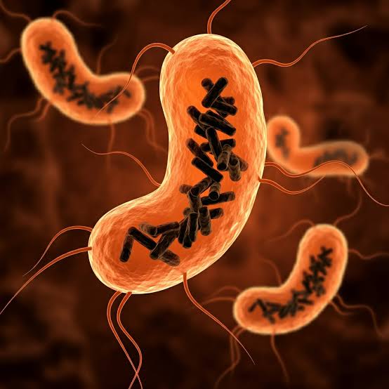 Ilustración de una bacteria con material genético en su interior